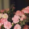 best roses