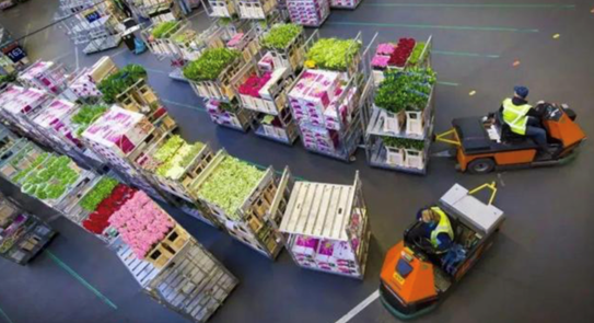 Where the best daffodils come from