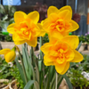 Best Daffodils for Sales（Fresh） - Image 2