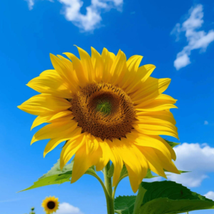 sun flower