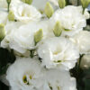 Diverse roses in different color（fresh） - Image 5