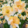 Yellow and best daffodils