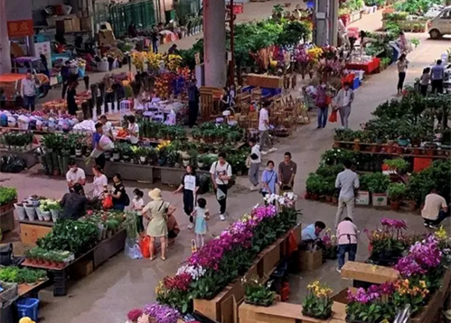 Best daffodils market
