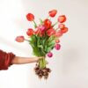Tulip（郁金香） - Image 4