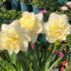 Best and fresh yellow daffodils for four seasons