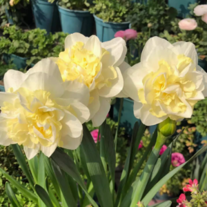 Best and fresh yellow daffodils for four seasons