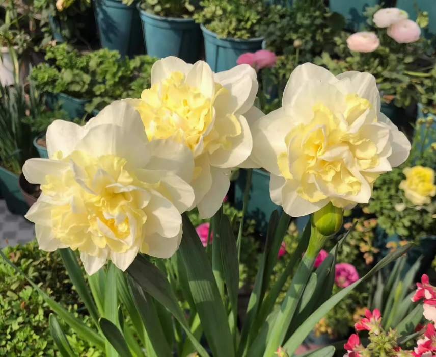 Best and fresh yellow daffodils for four seasons