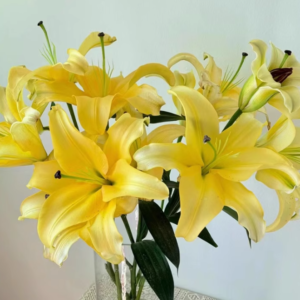 Lily（百合）