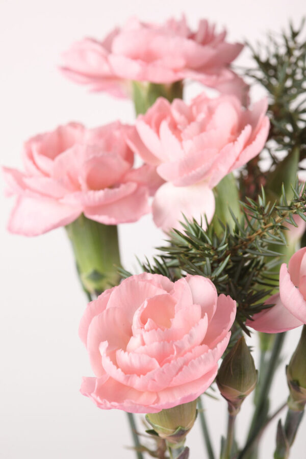 best carnations(pink)