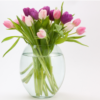 Tulip（郁金香） - Image 2