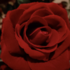 Rose(red) - Image 3