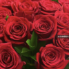 Rose(red) - Image 2