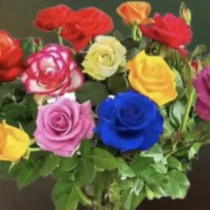 best roses