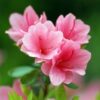 Best azalea