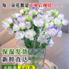 Lisianthus - Image 4