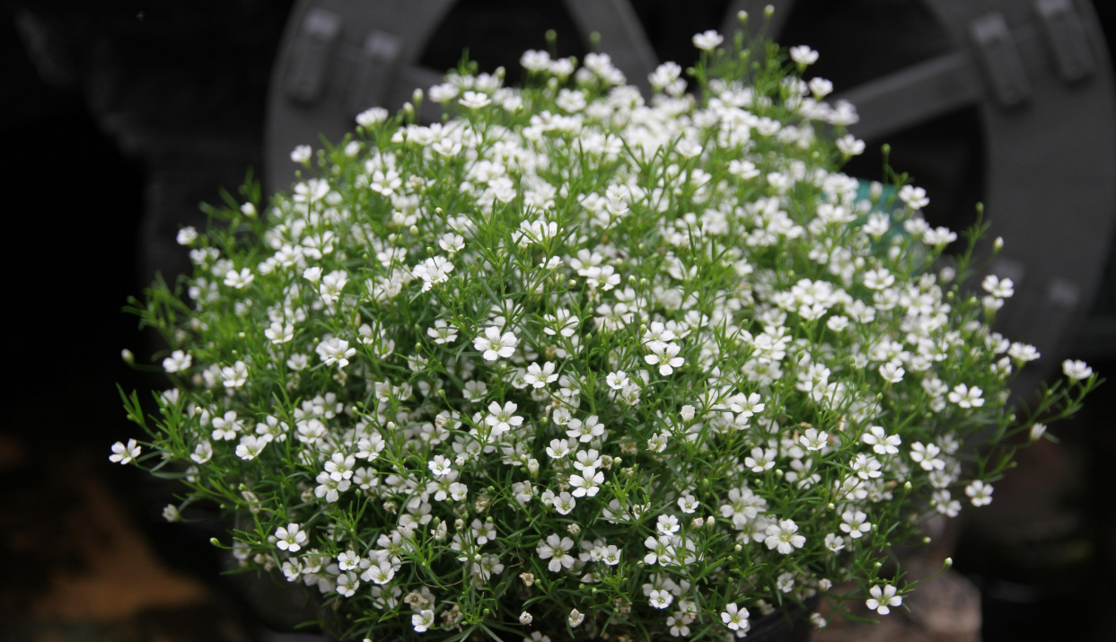 Baby’s Breath