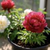 Peony(牡丹) - Image 3