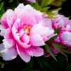 Peony(牡丹) - Image 4