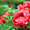Peony(牡丹) - Image 5