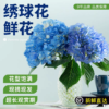 Fresh hydrangeas in the pot