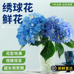 Fresh hydrangeas in the pot