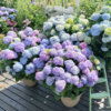 Fresh hygrandeas in the garden
