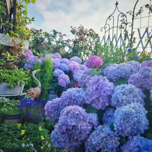 Fresh blooming hygrandeas